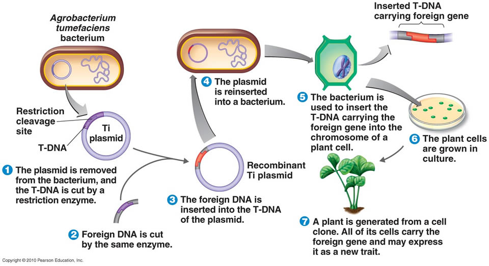 application of ti plasmid in plant genetic engineering