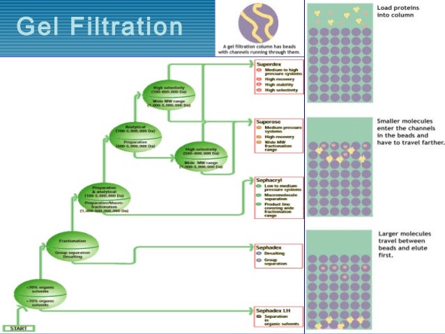 applications of gel filtration chromatography ppt