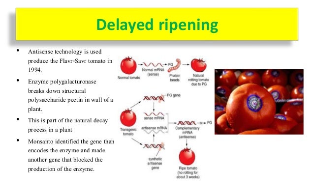 application of plant genetic engineering in crop improvement ppt